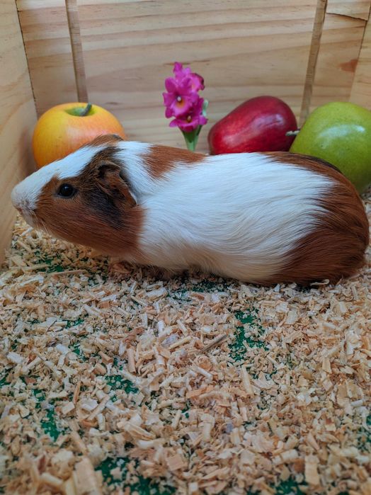 Морские свинки разные.