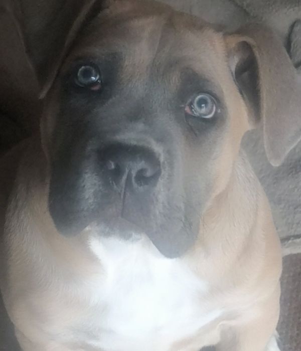 Mascul Cane Corso formentino,cu Pedigree+