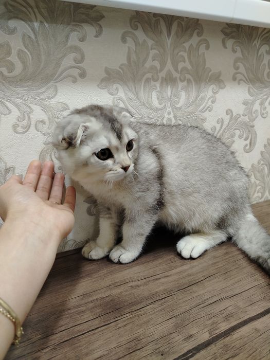 Продаётся котик серебряный шиншилла