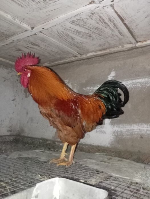 Продам  петуха .