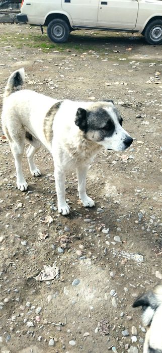 Щенки Алабайчики