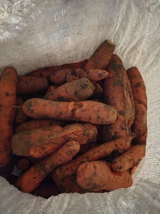 De vinzare cartofi și morcovi animale