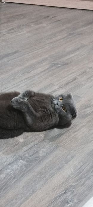 Отдаём кошку в хорошие руки