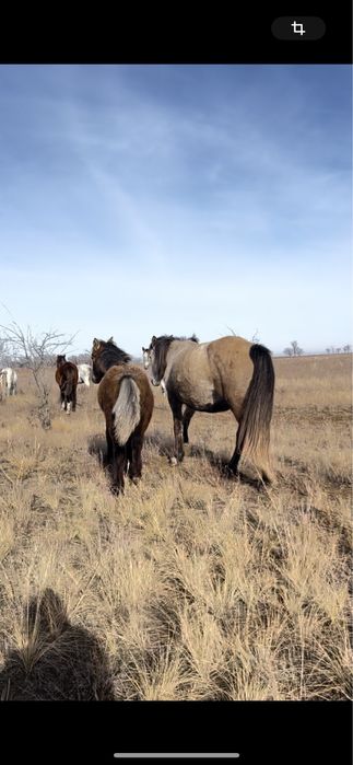 4 бас кулынды бие сатылады