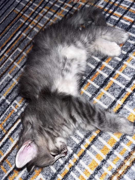 Котёнок бесплатно