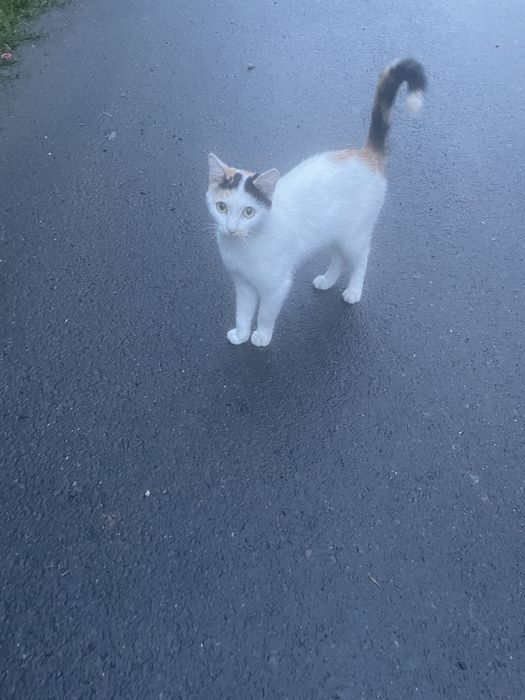 Животные . Кошки .