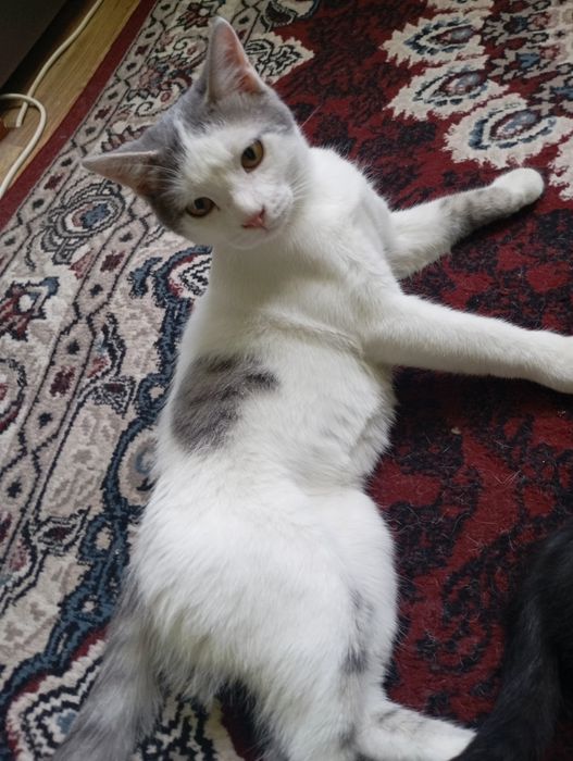 Отдаю домашнего котёнка в добрые руки
