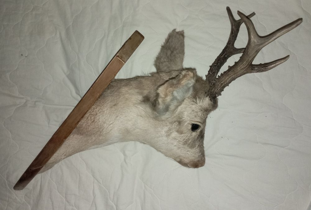 Чучело головы косули
