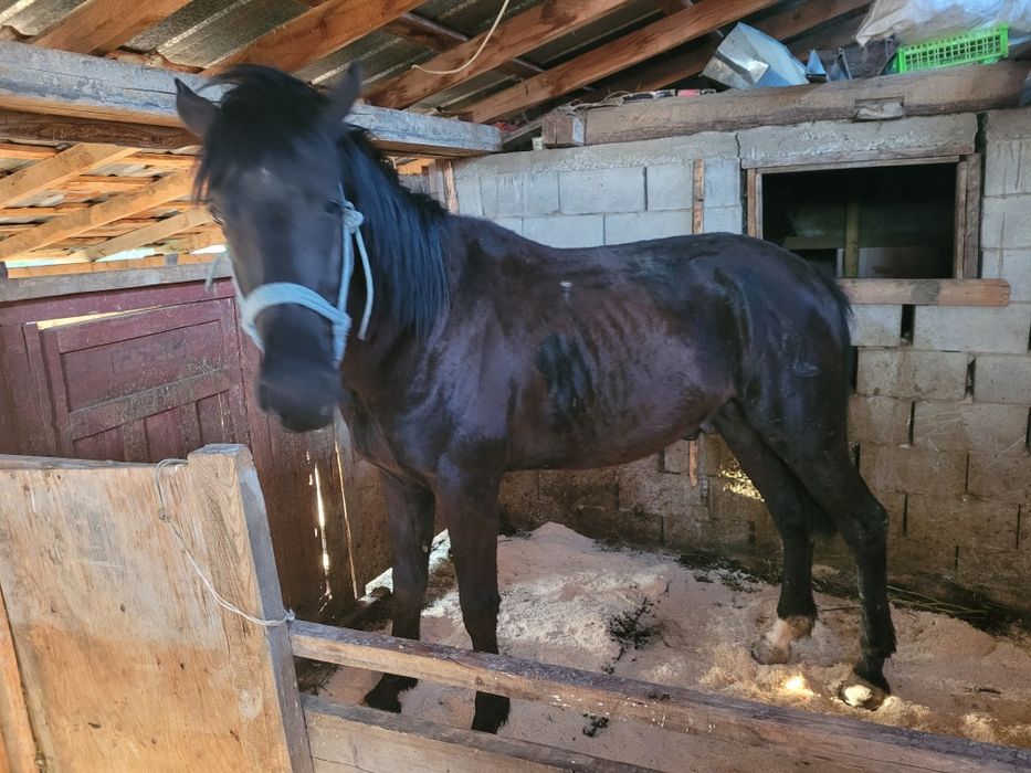 Айгыр сатылады Дөнен полукров