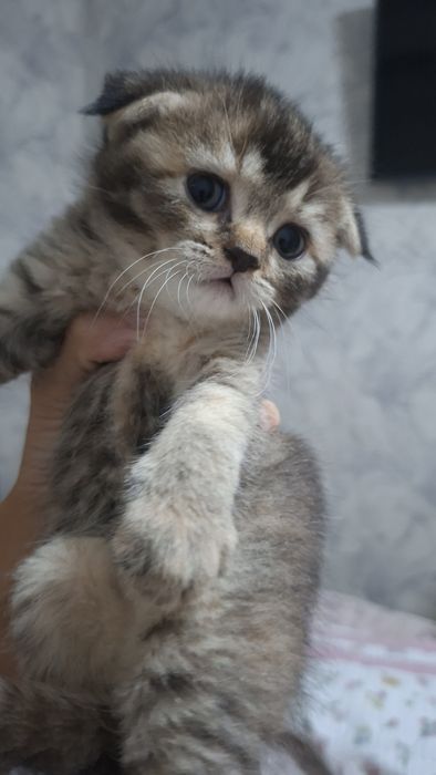 Продается котята шиншиллы