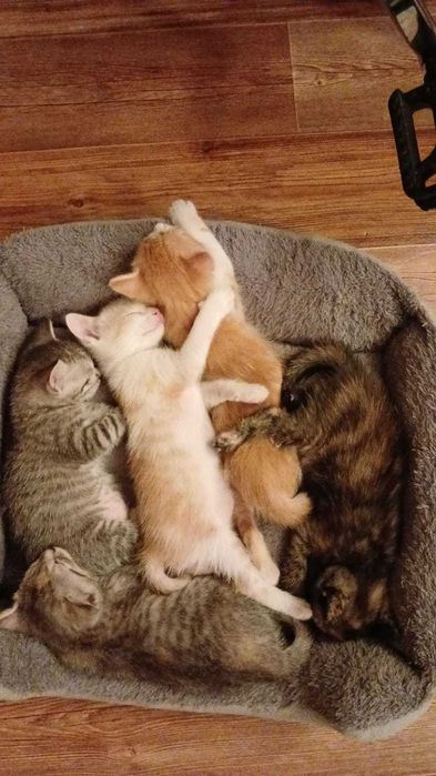 Домашние котята.