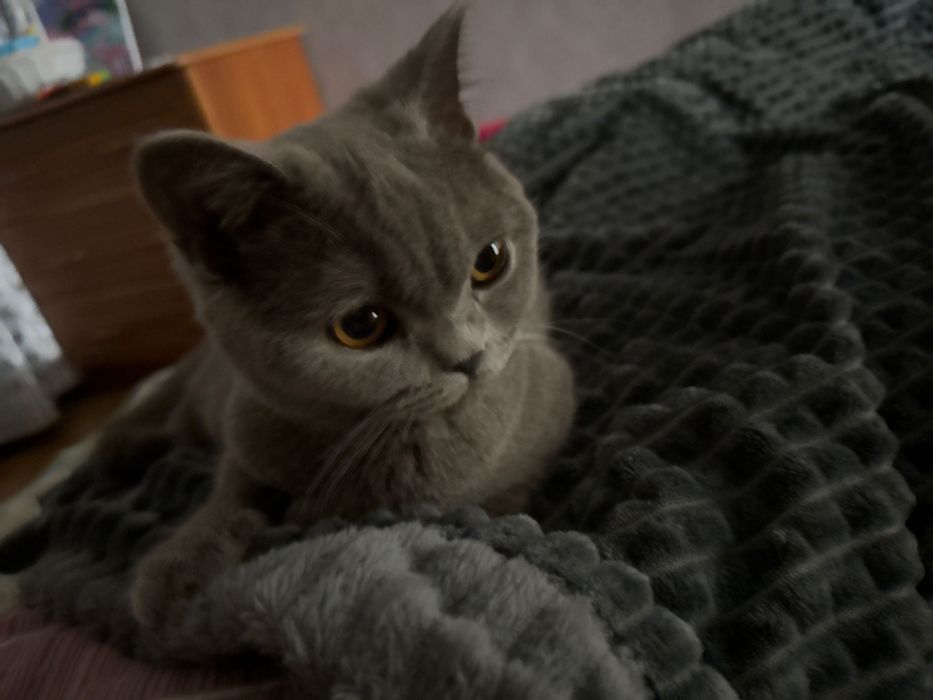 Продам британского кота