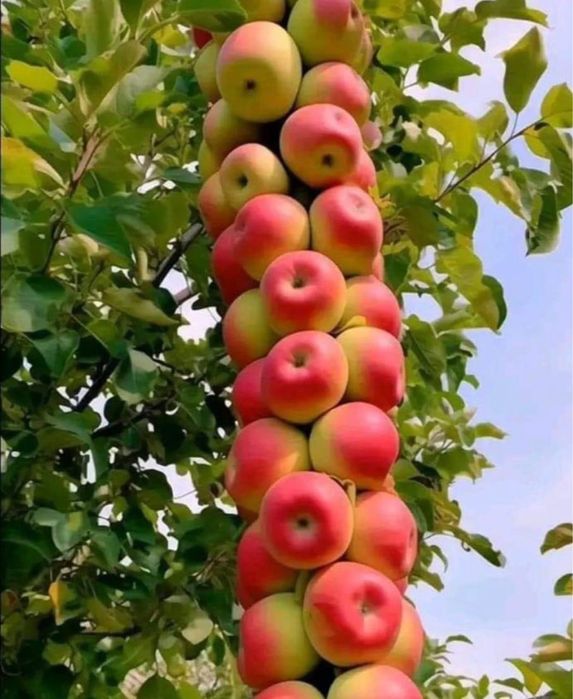 Pomi Fructiferi Columnari Și Dwarf (pitici) Certificați Anul 3