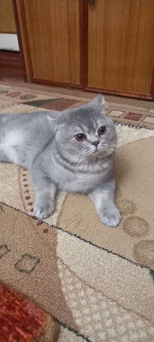Продаю кота серебро шиншила 8 месяцев