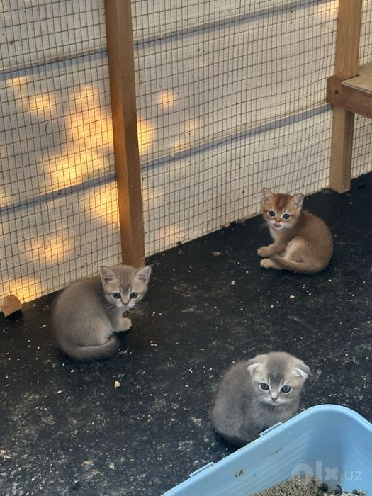 Продаются котята.