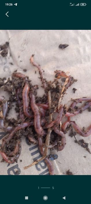 Калифорнийские черви