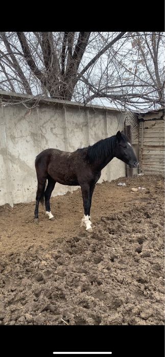 Тай Жылқы Құнан/ Соғым