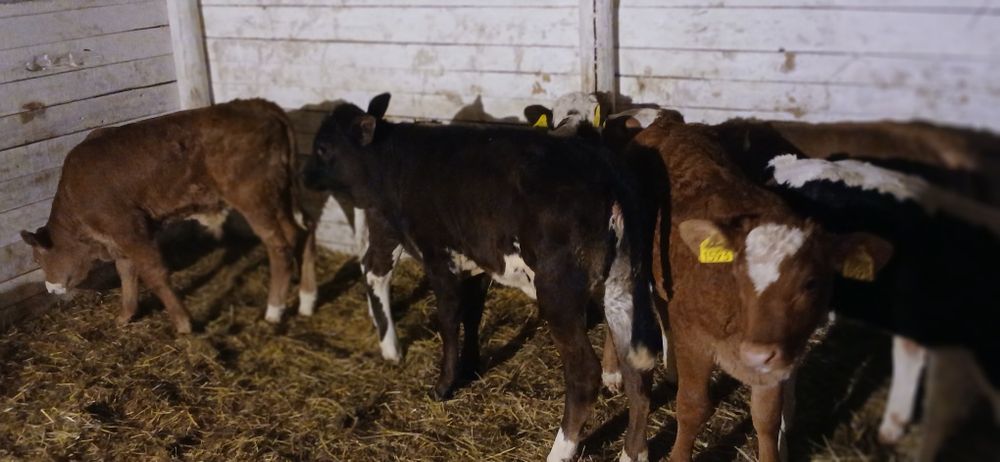 Vând viței baltati