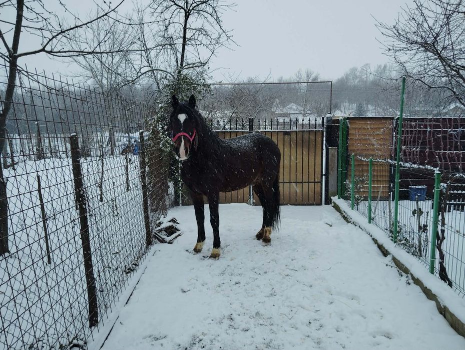 De vânzare armăsar foarte cuminte