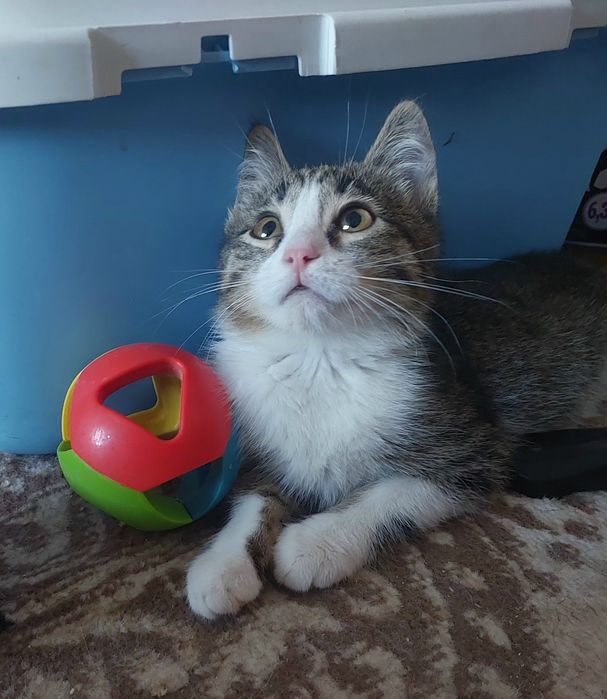 Котик  ищет любящую семью!