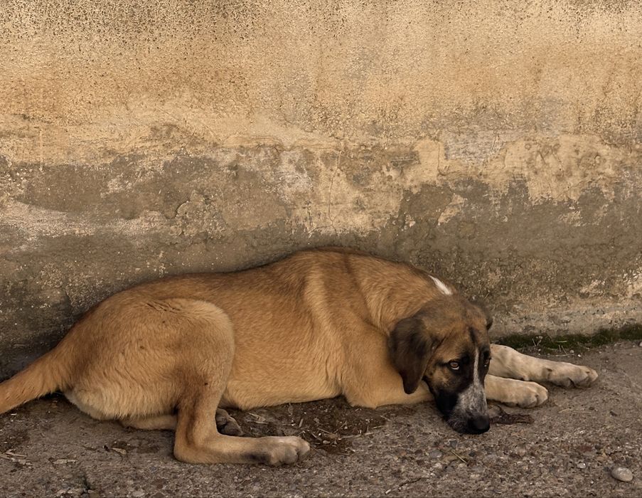 Собачки в добрые руки