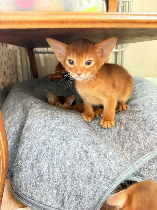 Абиссинские котята