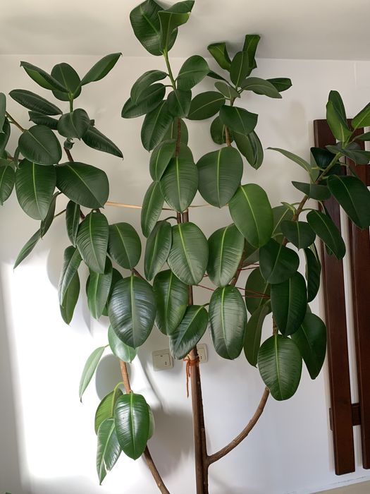 Ficus , inaltime 220 cm