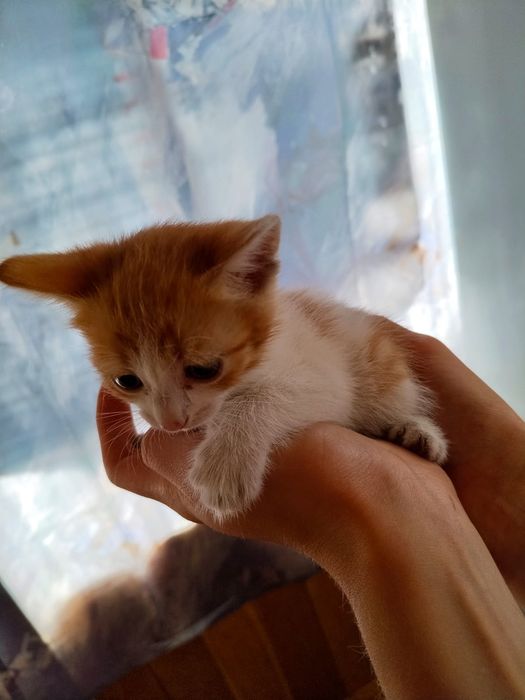 Дарю котят бесплатно