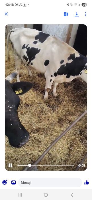 Vând văcuțe tinere dintre care doua  gestante una fata luna viitoare  bune de lapte