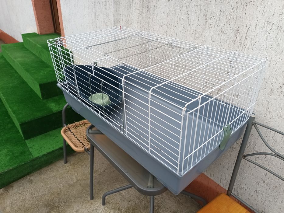 Iepuri cap de leu si cusca