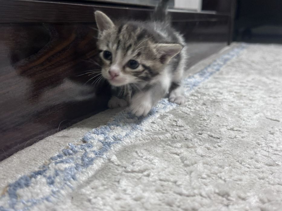 Отдаются котята