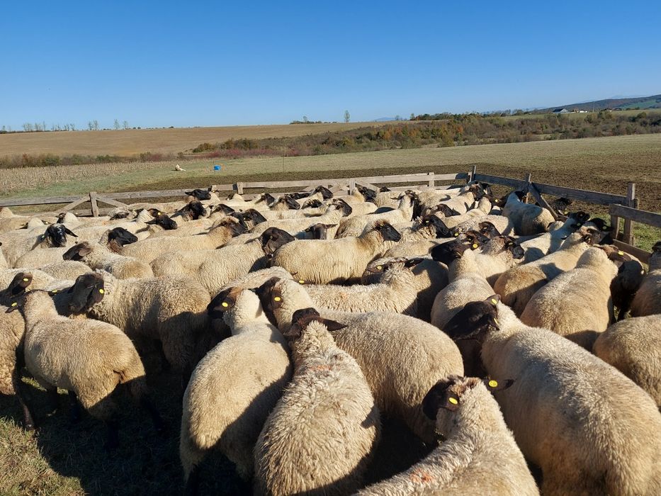 Vand miei din doi suffolk