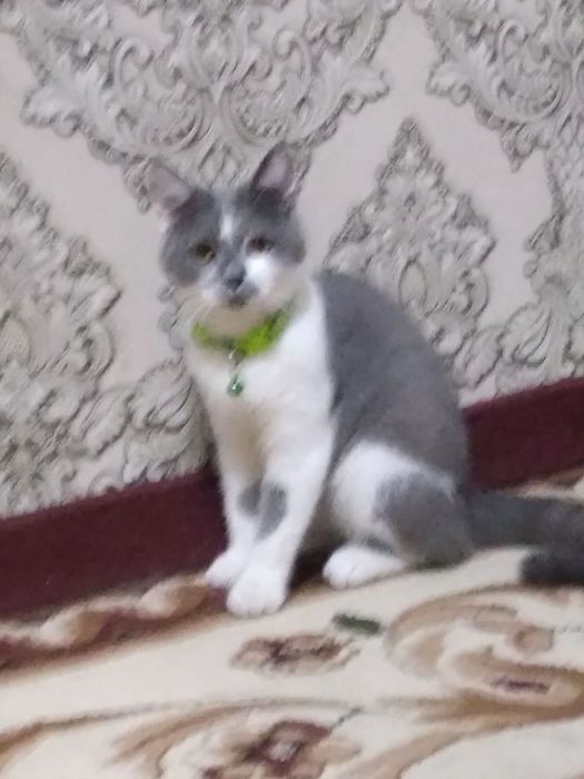 Onlayn porno tomosha qilish: Ota qizini sikadi