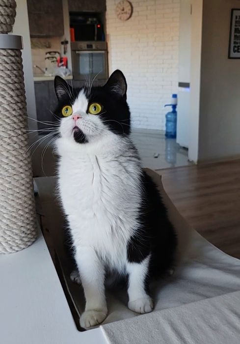 Скоттиш страйт кошка биколор