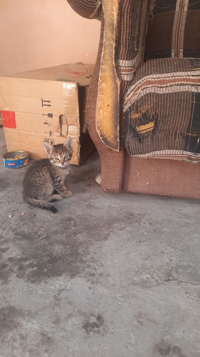 Милые малые котята.