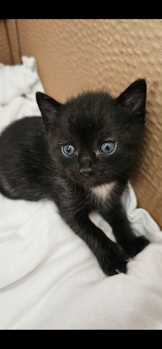 Малки сладки котенца