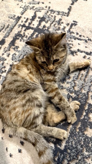 Отдам даром ! В хорошые руки , очень ласковые котята