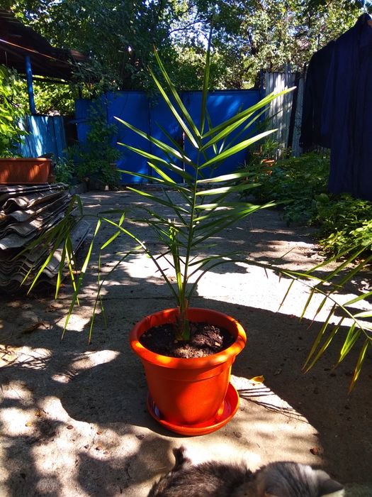 Финиковая пальма