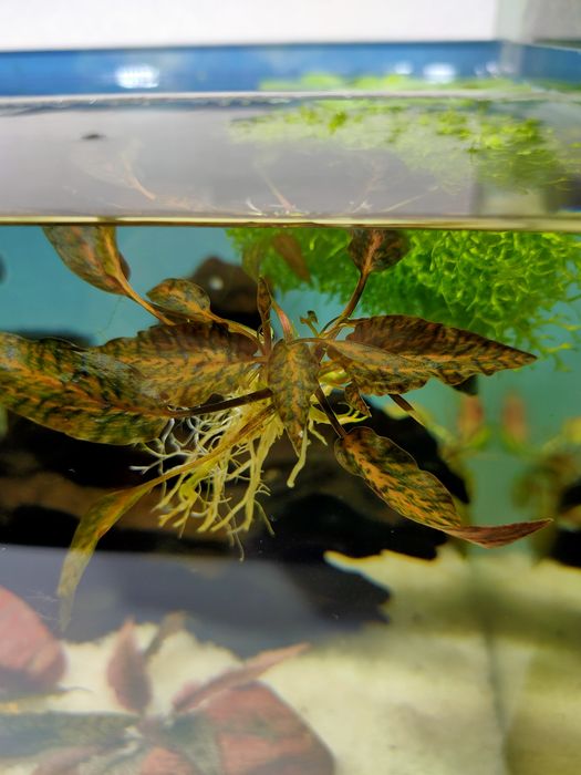 Аквариумные растения "Криптокарина нури"