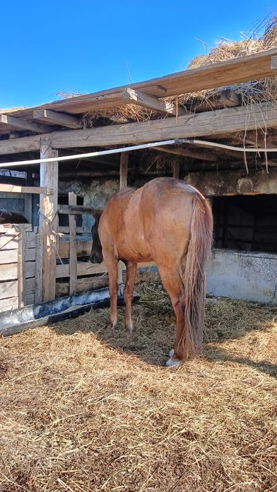 Бес жасар айғыр сатылады