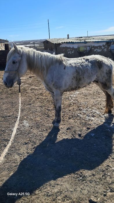 Дөнен сатылады жуас