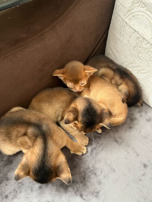 Абиссинские котята