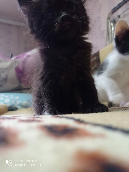 Отдам котят в добрые руки