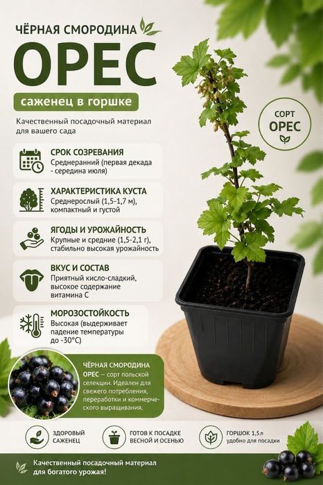 Черная смородина (в горшках)