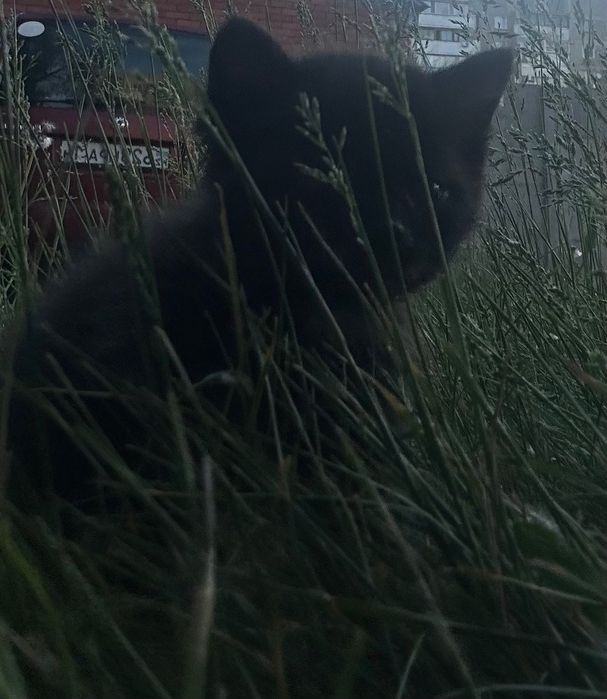 Котят Отдам в хорошие руки