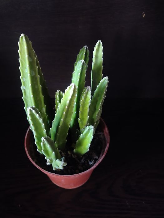 Срочно продаётся Стапелии