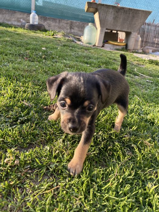 Продавам мини пинчер