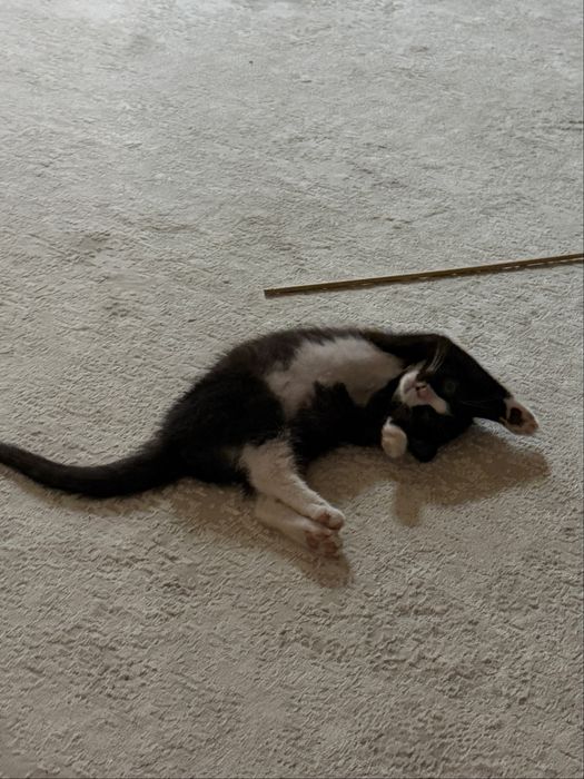 Котенок, примерно 3 месяца
