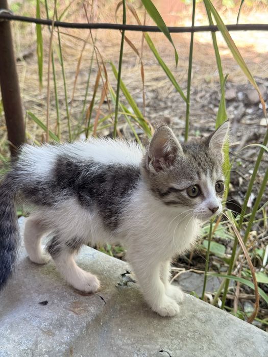Котята, девочки, в добрые руки