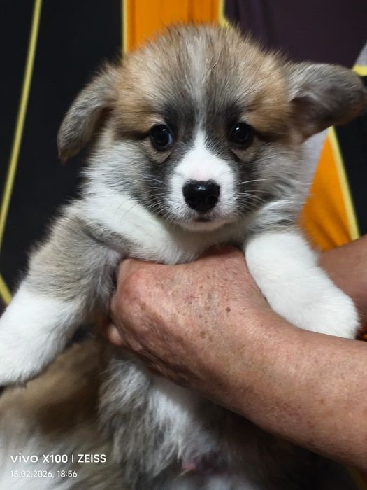 Очаровательные щенки вельш корги пемброк.